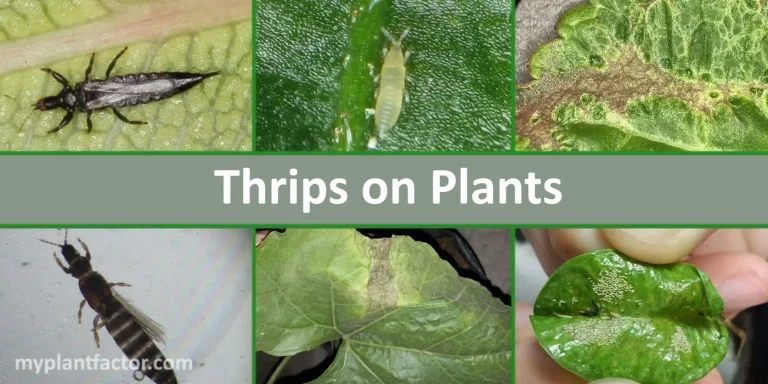 Close-up images of thrips and thrips damage on houseplants, showing black and yellow adult thrips, silver leaf scarring, and distorted foliage – myplantfactor.com