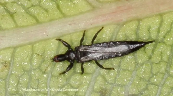 Microscope view of thrip with segmented body and bristled legs