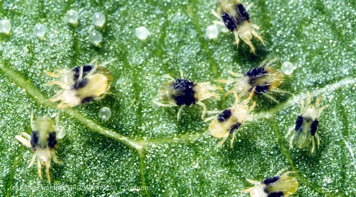 macro photo of two-spotted spider mites on indoor plants and eggs on a green houseplant leaf