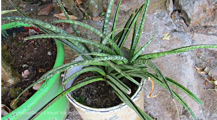 Outdoor snake plant in a white container with thin, drooping leaves indicating stress or poor light.