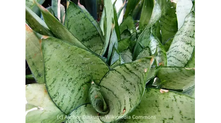 Rosette-shaped Dracaena trifasciata ‘Hahnii’ with compact variegated green leaves and dark horizontal banding
