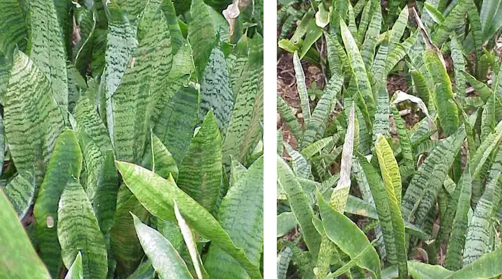 Cluster of Dracaena trifasciata with upright green leaves and horizontal dark green banding patterns
