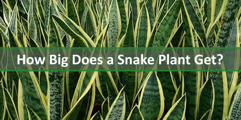 Close-up of tall variegated Dracaena trifasciata (snake plant) leaves showing green and yellow stripes