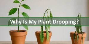 why is my plant drooping this picture shows what happens when there's a lack of water