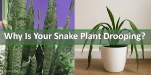 Snake plant with drooping leaves in a modern indoor setting, showing signs of stress and needing care adjustments.