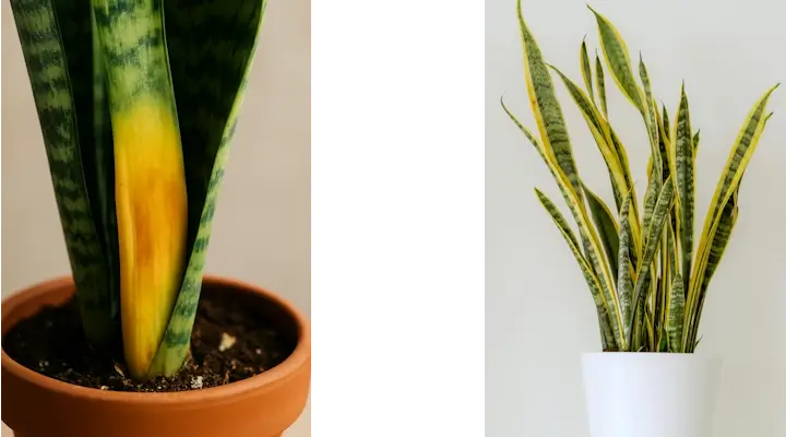 Close up of snake plant turning yellow at the leaf base in a terracotta pot contrasting with Laurentii snake plant with natural green and yellow variegated leaves