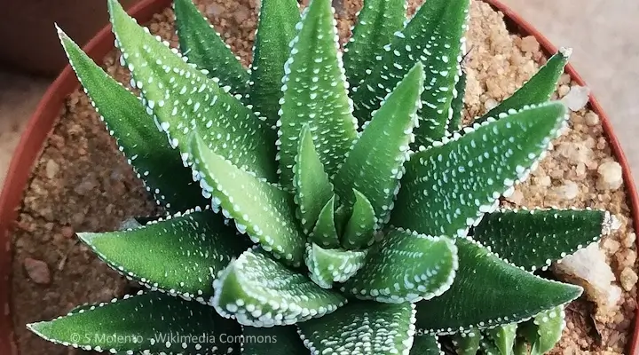 Close-up of Zebra Haworthia non-toxic houseplant succulent showing thick green leaves with raised white spots and compact rosette growth.