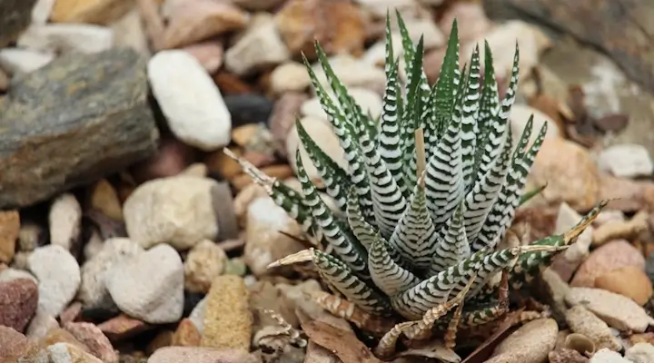 Zebra plants toxic to cats? No. Here is a Zebra Haworthia succulent with pointed striped leaves growing among decorative rocks in a dry garden setting.