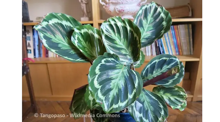 calathea medallion goeppertia houseplant with bold patterned leaves, cat friendly