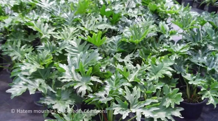 Philodendron bipinnatifidum with large split leaves, an indoor plant known to be toxic to cats and dogs