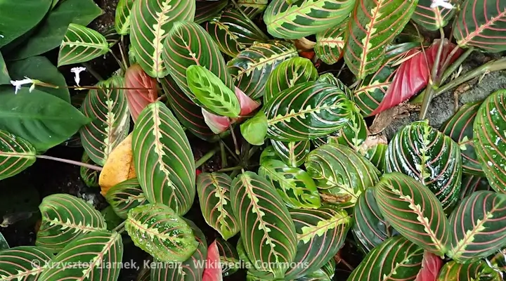 prayer plant maranta leuconeura leaves with red fishbone veins, closeup, pet safe