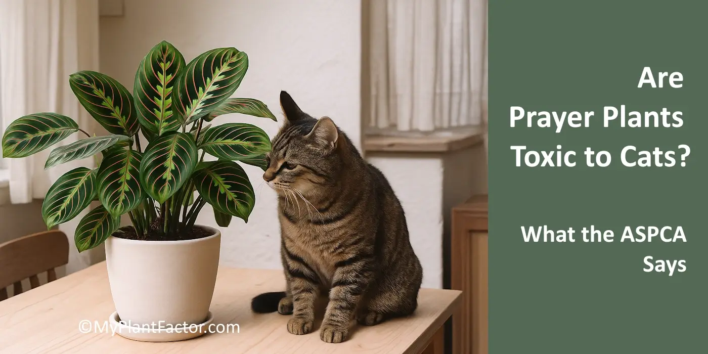 Maranta leuconeura in pot with curious tabby cat indoors; prayer plants toxic to cats? ASPCA lists it as non-toxic.