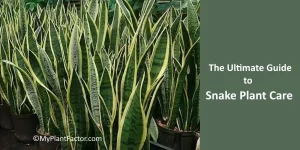snake plant care featured image