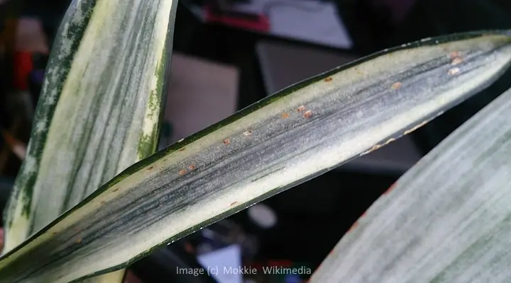 Close up of snake plant leaf with pest damage and yellow spots
