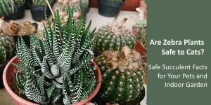 zebra plant toxic to cats is a myth here is a small succulent in a pot in a rock garden
