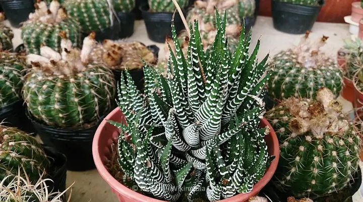 Zebra Haworthia (Haworthiopsis attenuata) with white striped leaves in a terracotta pot, surrounded by cacti.