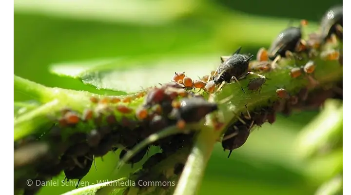 Close-up of black aphids feeding on a houseplant stem.