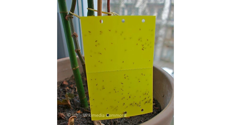 Yellow sticky trap in a potted plant covered with fungus gnats.