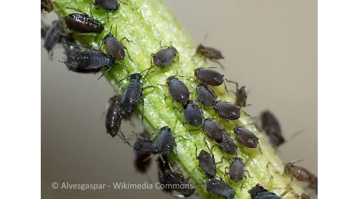 Macro photo of aphids covering a plant stem