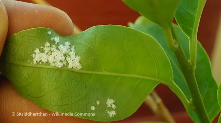 Close-up of mealybug egg masses on the underside of a green leaf showing cotton-like white clusters.