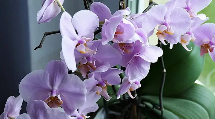 pale liac orchid flowers with yellow centers on an orchid hybrid plant growing indoors beside a bright window