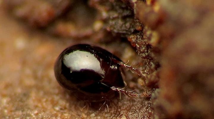 Soil mites on houseplant potting soil — small crawling insects often mistaken for dangerous bugs