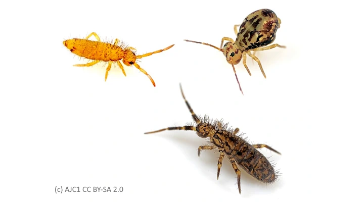 Close-up of a springtails in different growth stages — harmless jumping insect found in moist houseplant potting mix