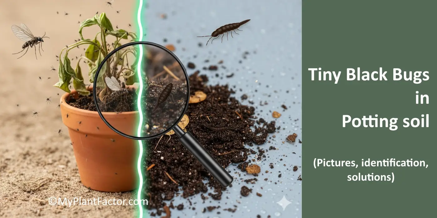 Fungus gnats and springtails are common in damp potting soil