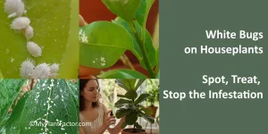 white bugs on houseplants signs and how to treat plant pest infestations