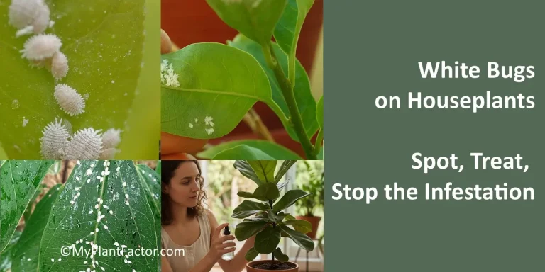 white bugs on houseplants signs and how to treat plant pest infestations
