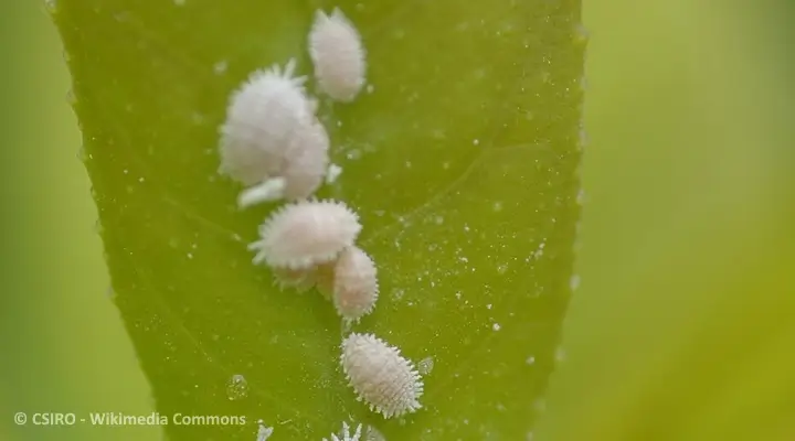 Group of adult mealybugs feeding on a plant leaf, showing waxy white bodies and segmented shapes.