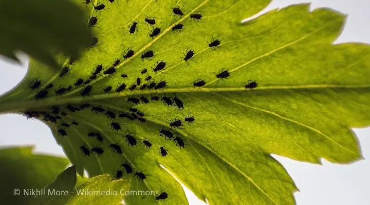 underside of yellowing houseplant leaf showing an infestation of pests