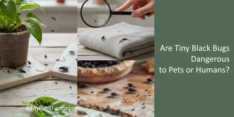 “Close-up collage showing tiny black bugs around houseplants, fabric, and soil with magnifying glass — illustrating article topic Are Tiny Black Bugs Dangerous to Pets or Humans? for My Plant Factor.