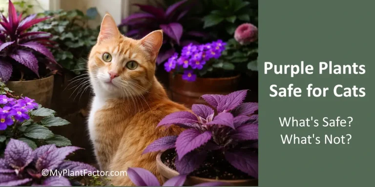 Orange tabby cat sitting beside purple houseplants with purple foliage and flowers, representing cat-safe purple plants for indoor and outdoor homes