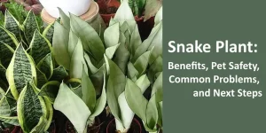 Snake plant varieties including Laurentii and Moonshine with text about benefits, pet safety, and common problems