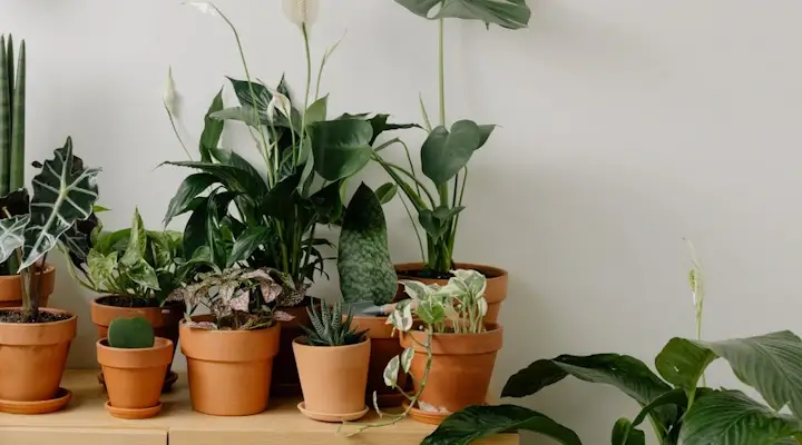 collection of the best pots for plants made from terracotta and ideal for succulents and other tropical houseplants indoors