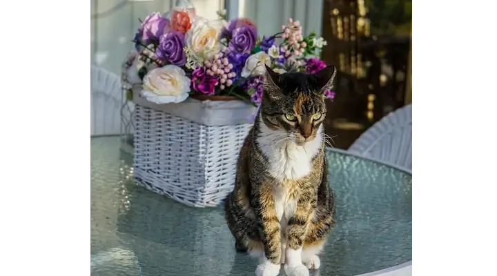 Cat safe bouquet with roses, snapdragons, statice, waxflower, and Gerbera daisies
