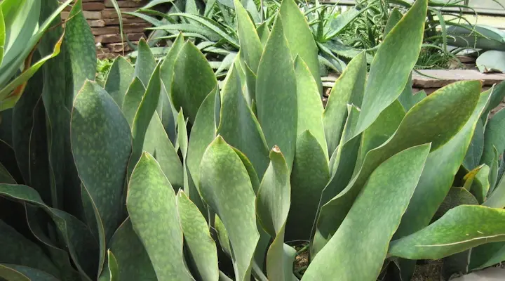 Dracaena masoniana Whale Fin snake plant with broad upright green paddle leaves growing outdoors