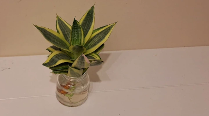 Type of snake plant propagation - the Dracaena trifasciata 'Golden Hahnii' in a jar of water to grow roots