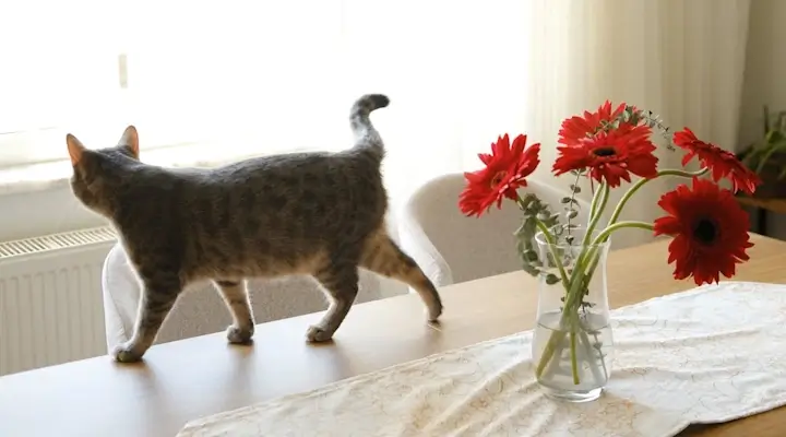 cat safe flowers geberas in a vase on a table with a cat strolling past non toxic blooms