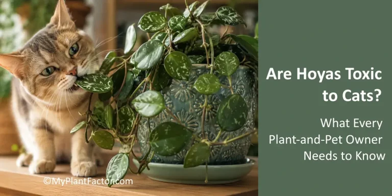 hoyas toxic to cats showing a cat chewing on a non-toxic hoya leaff