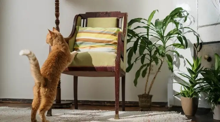 ginger cat near houseplants