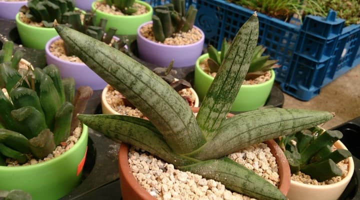 Dracaena cylindrica Boncel starfish snake plant with thick green spear leaves growing in a fan shape