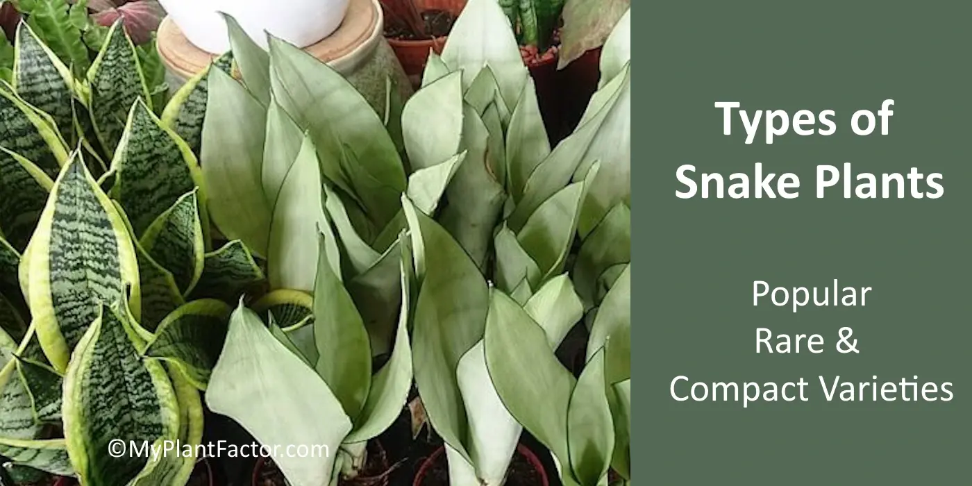 types of snake plants for your indoor garden, popular, rare, and compact varieties of sanseveria