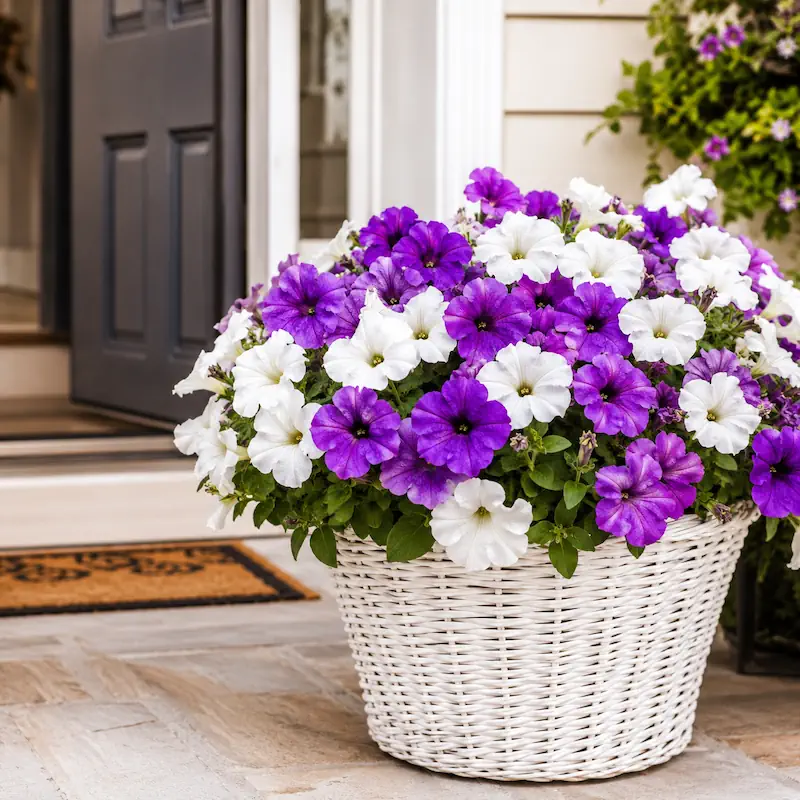 Artificial purple and white petunia planter arrangement in white wicker pot for patio
