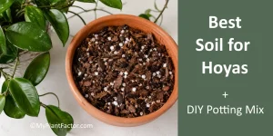 best soil for hoyas — bark-based hoya potting mix with perlite and coco coir