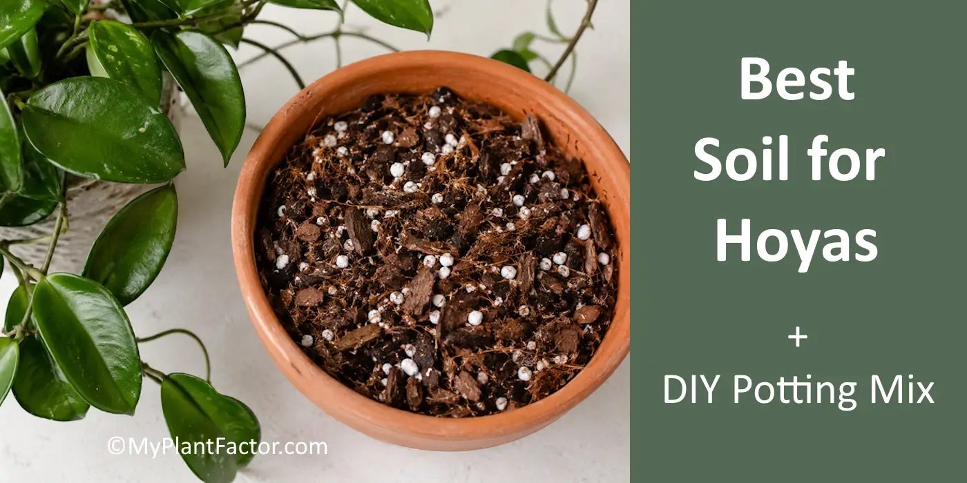 best soil for hoyas — bark-based hoya potting mix with perlite and coco coir