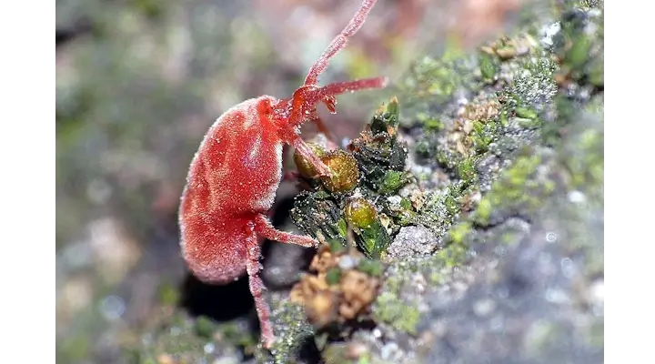 Close-up of a red clover mite on plant foliage for pest identification
