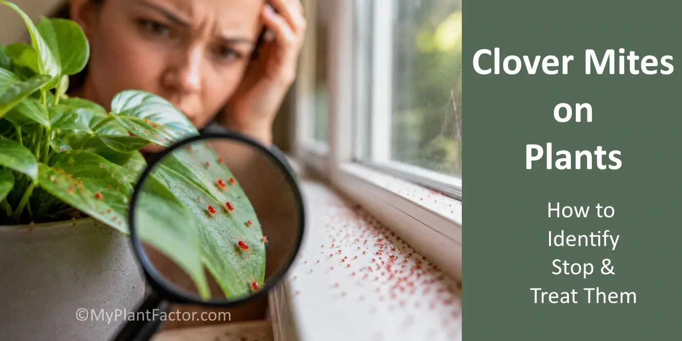 Worried plant owner inspecting clover mites on houseplant leaves near a sunny window