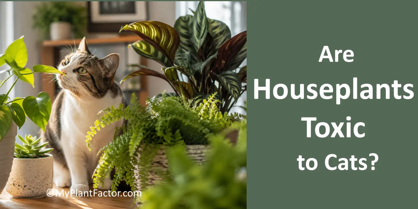 Curious cat sniffing a houseplant leaf beside indoor ferns and tropical plants for an article about whether houseplants are toxic to cats.